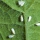 Shop Vacs and Ladybugs: Eliminating our Whitefly Infestation Organically!
