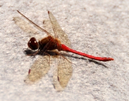 Red-tailed Dragonfly (2011)