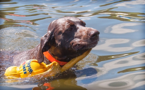 Bailey towing her yellow wubba to shore