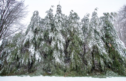 SAD ice-covered trees!