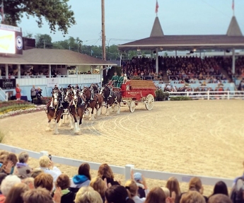 Budweiser Clydesdales at the Devon Horse Show (5/29/14)