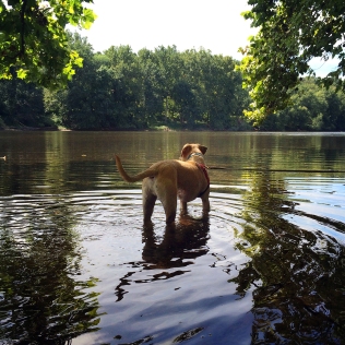 Schuylkill River pup